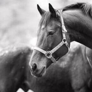 Meet your Posher, Angel